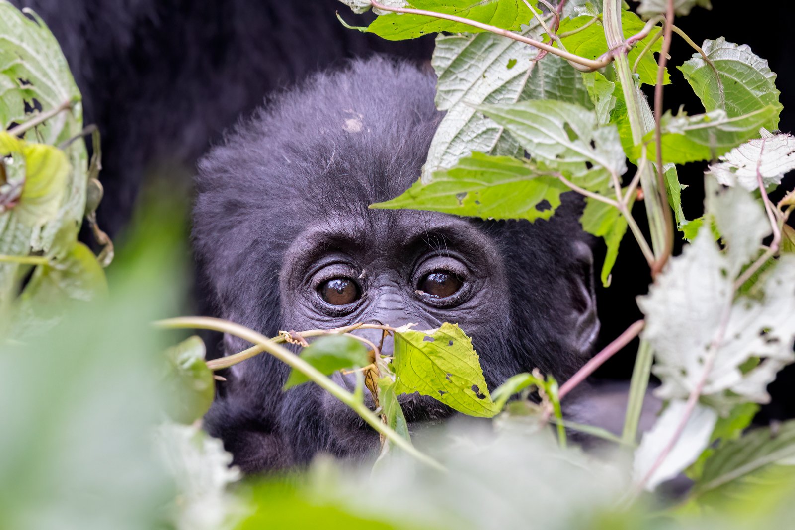 Gorilla trekking with family