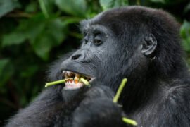 Uganda Gorilla Trekking Safari.