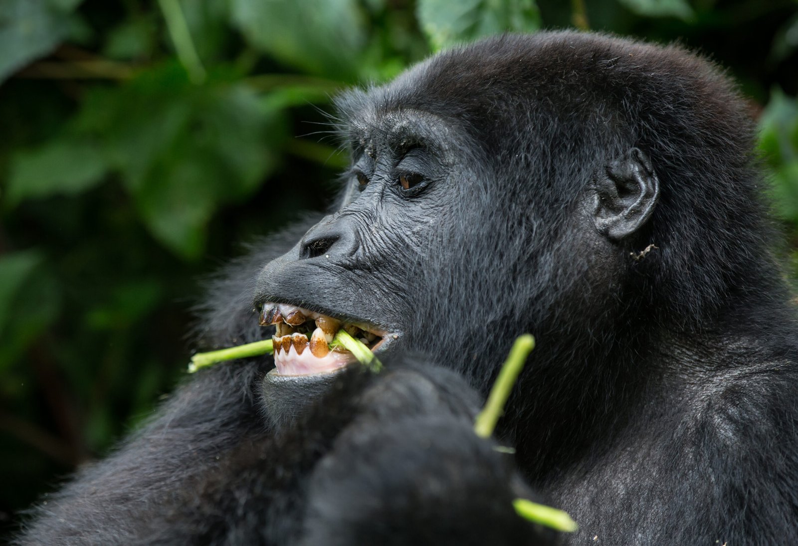 Uganda Gorilla Trekking Safari.