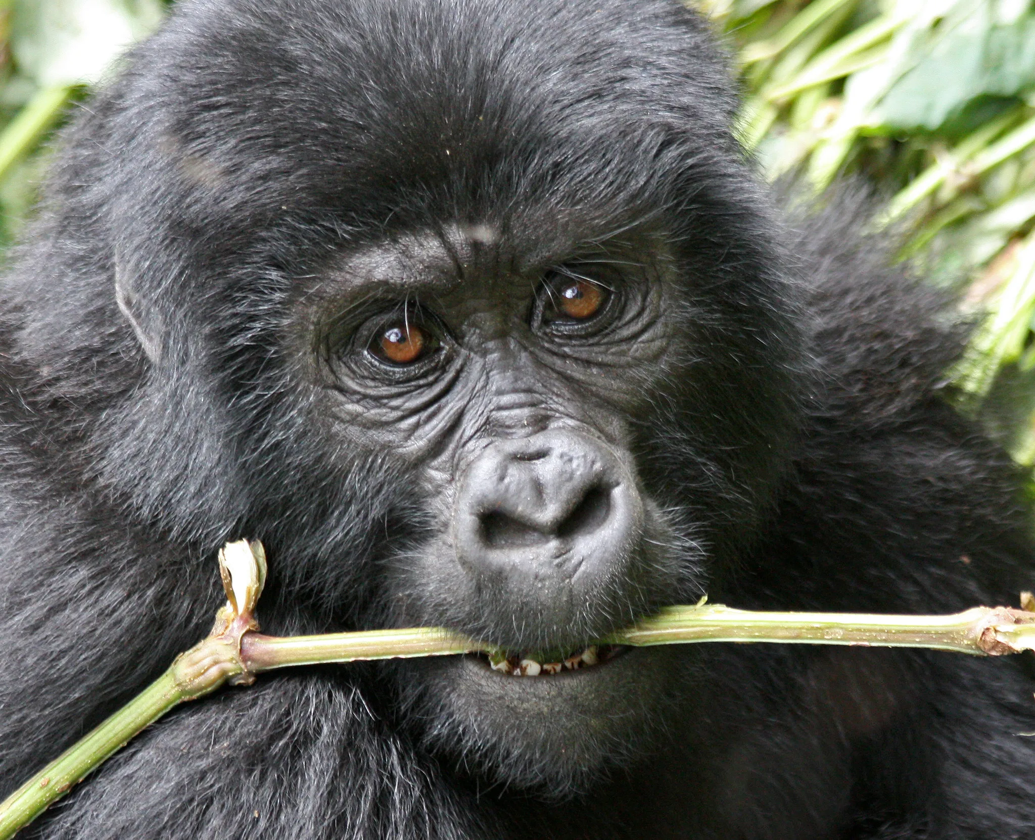 5 Days Bwindi Gorilla and Murchison Falls Safari