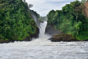 5 Days Bwindi Gorilla and Murchison Falls Safari | big five wildlife