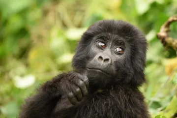 Gorilla and chimps tracking | Kibale Forest