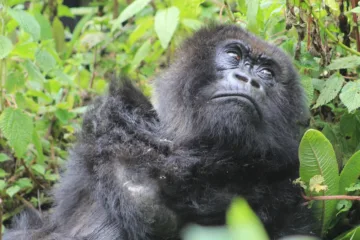 1 Day Rwanda Gorilla Trekking Safari | Volcanoes national park