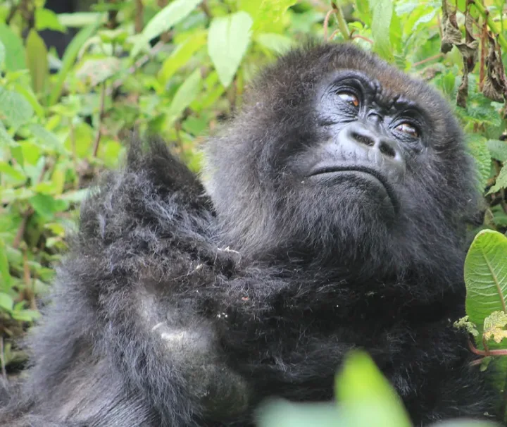 1 Day Rwanda Gorilla Trekking Safari | Volcanoes national park