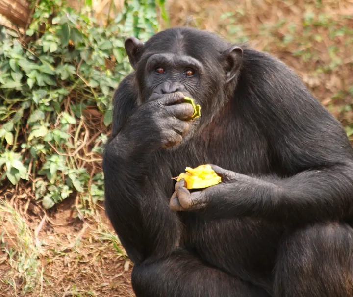 1 Day Tour to Ngamba Island | Chimpanzee Tracking | Lake Victoria