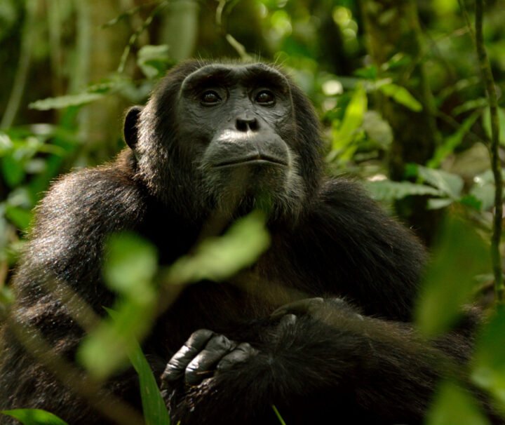 Chimpanzee Trekking in Uganda