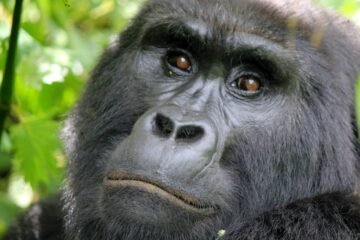 The oldest gorilla group leader