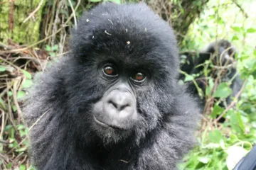 2 Days Gorilla Trekking in Rwanda | Dian Fossey Tomb in rwanda | Mountain Gorillas