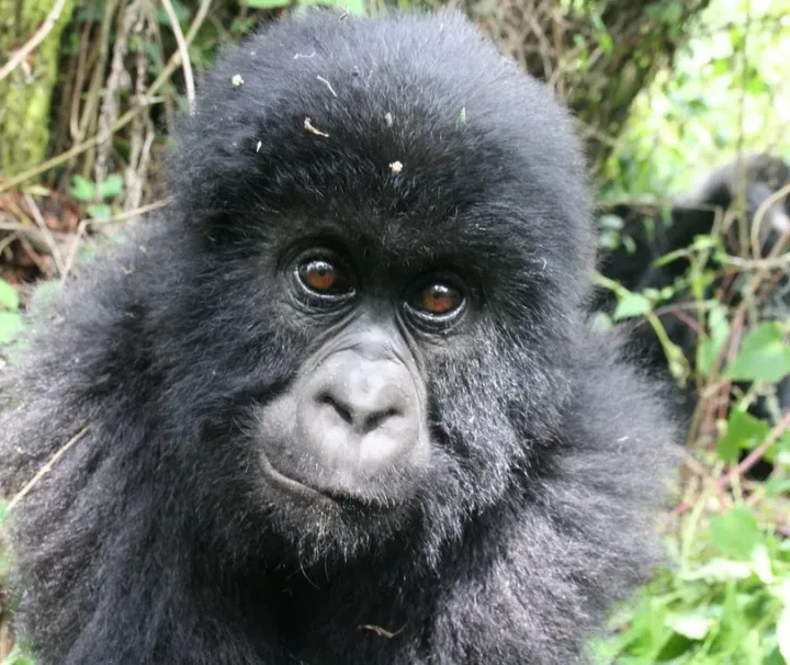 2 Days Gorilla Trekking in Rwanda | Dian Fossey Tomb in rwanda | Mountain Gorillas