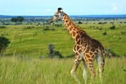 Popular destination to visit while on a Safari through Uganda