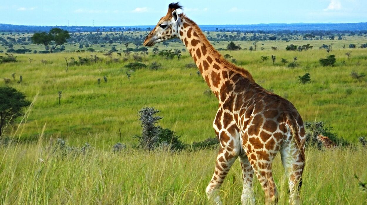 Popular destination to visit while on a Safari through Uganda