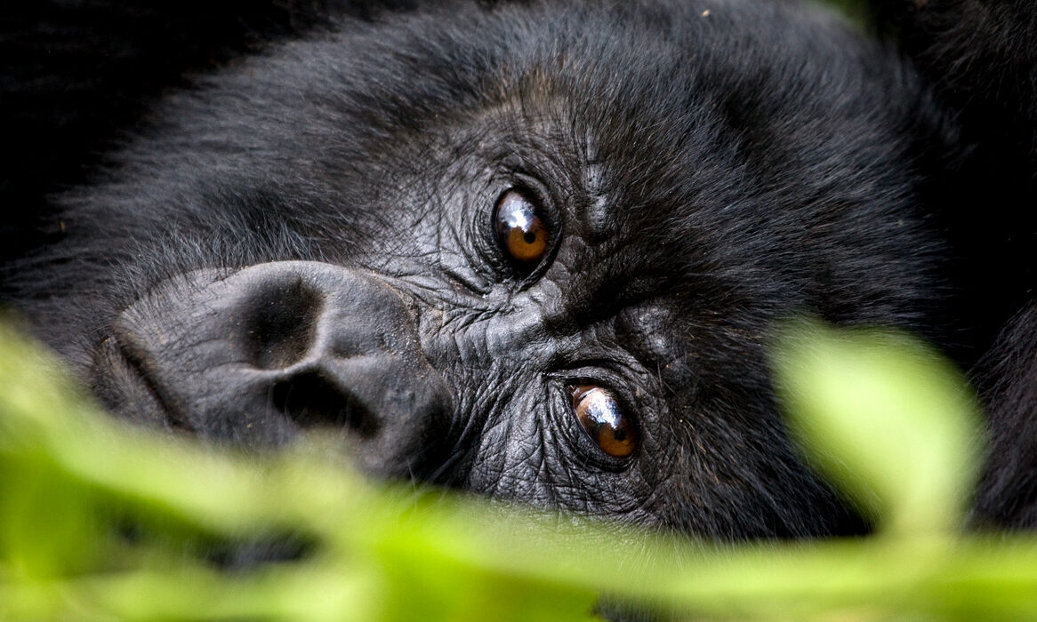 Gorilla Trekking Guide