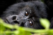 Gorilla Trekking Guide