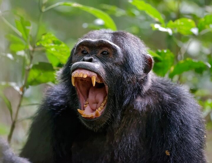9 Days Uganda Primates and Gorilla Trekking Safaris.