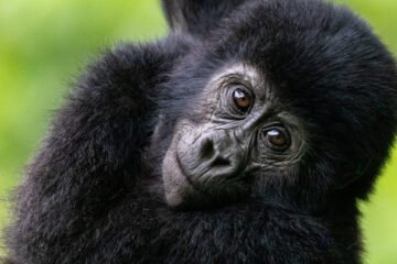 Gorilla and Chimps tracking in Uganda 5 Days.