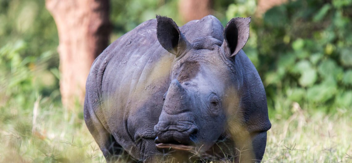 Ziwa Rhino Sanctuary - Rhino tracking adventure