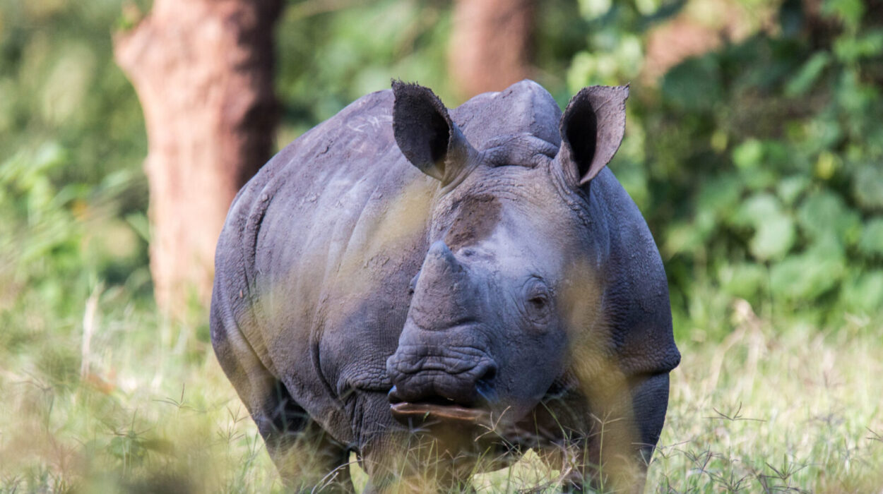 Ziwa Rhino Sanctuary - Rhino tracking adventure