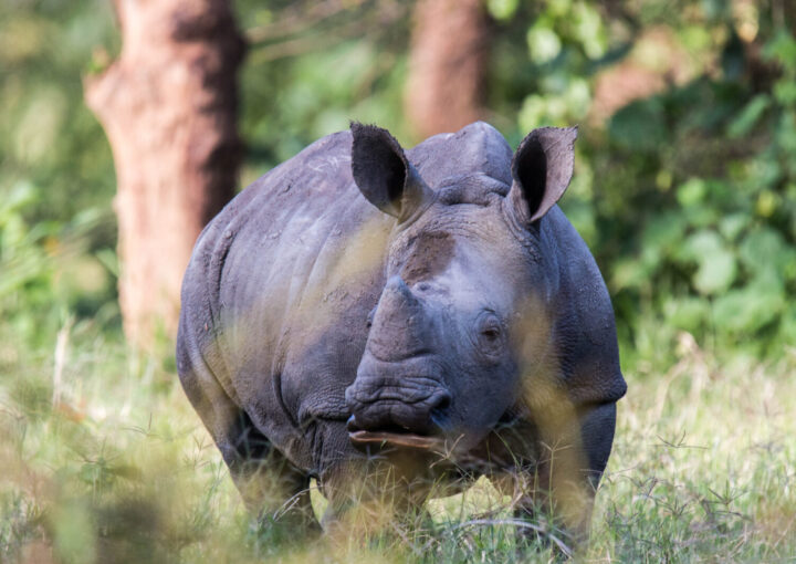 Ziwa Rhino Sanctuary - Rhino tracking adventure