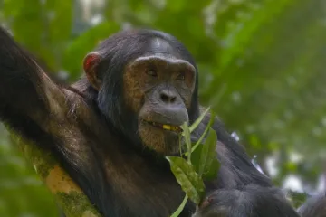 4 Days Chimpanzee Trekking Safari | forest hiking | primate tours |