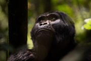 3 Days Gorilla and Golden Monkey Tracking in Rwanda