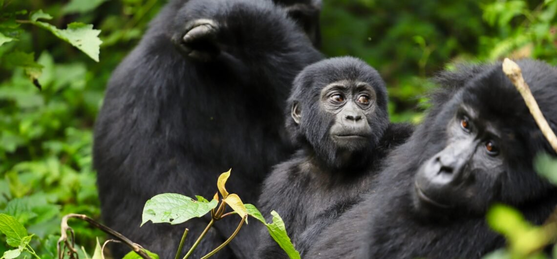Amazing facts about mountain gorillas