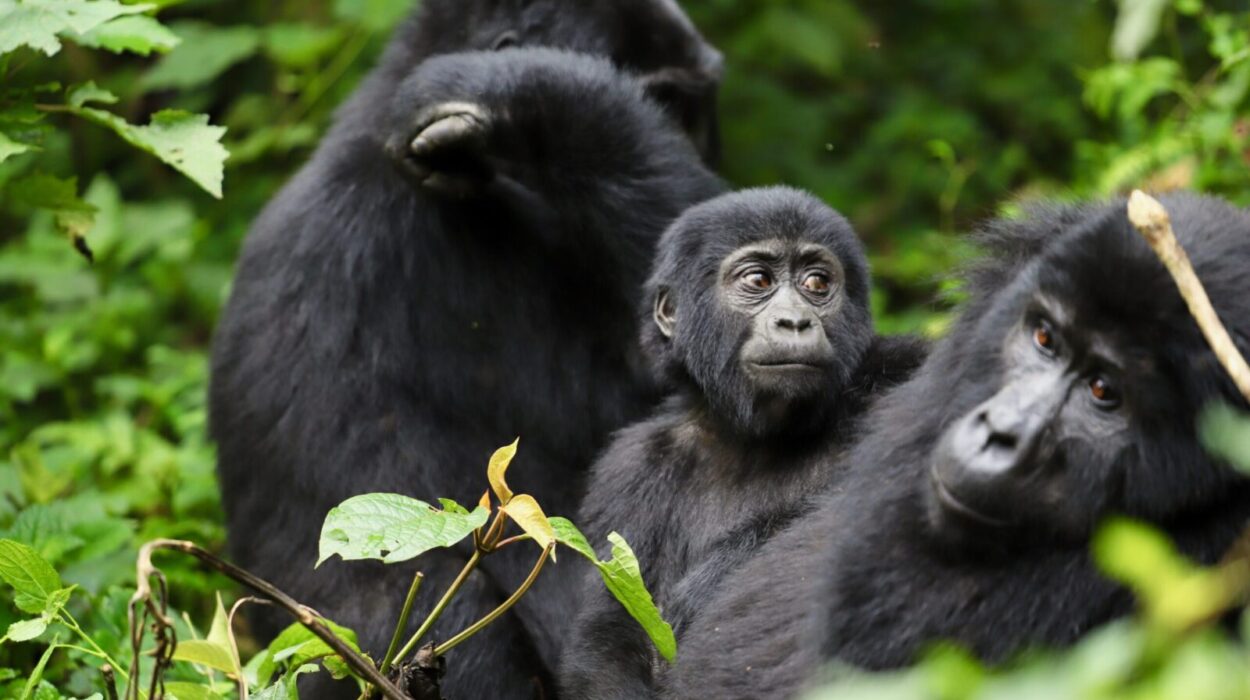 Amazing facts about mountain gorillas