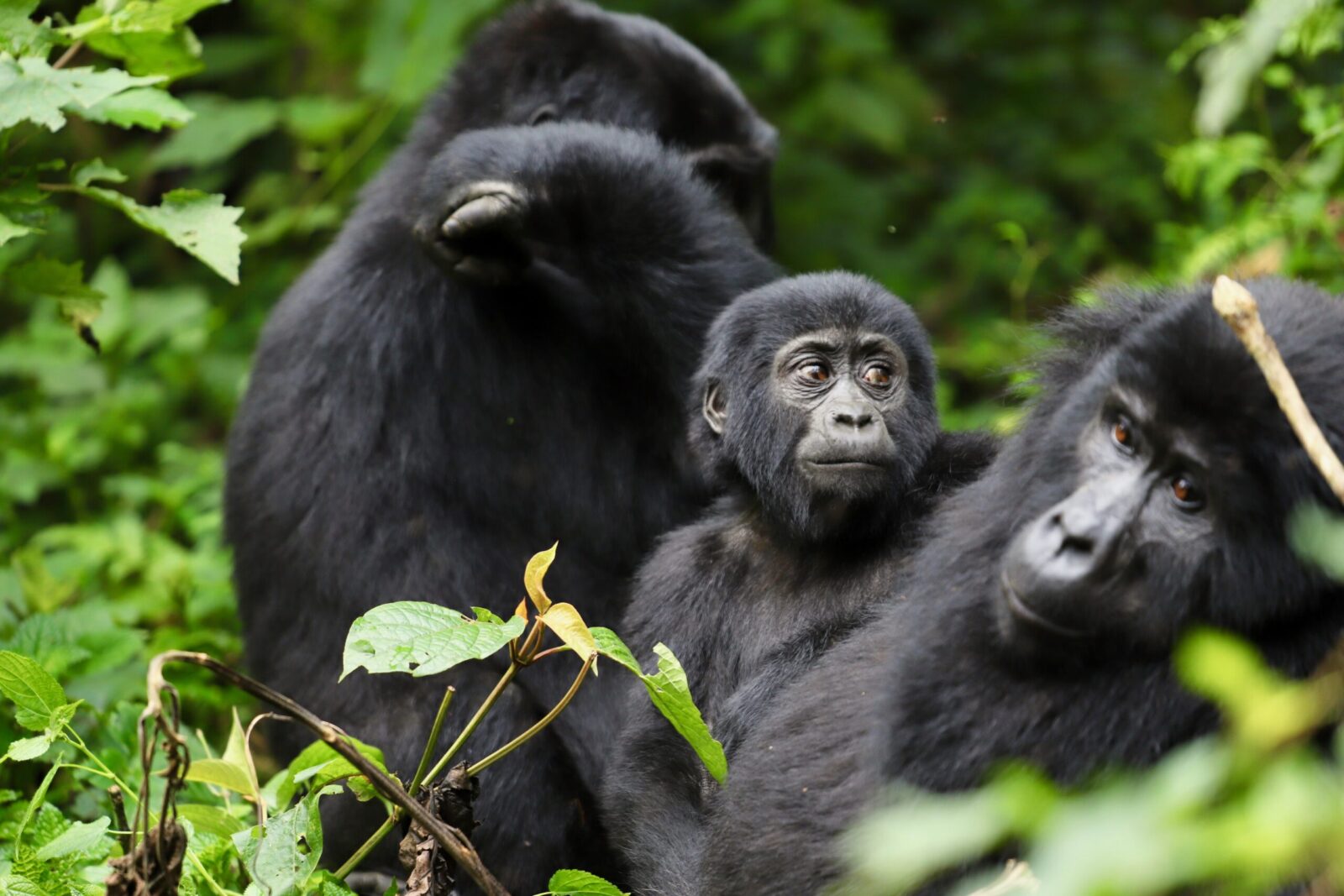 Amazing facts about mountain gorillas