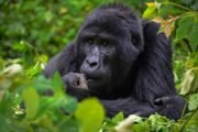 Affordable Gorilla Trekking Holidays