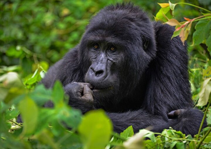 Affordable Gorilla Trekking Holidays