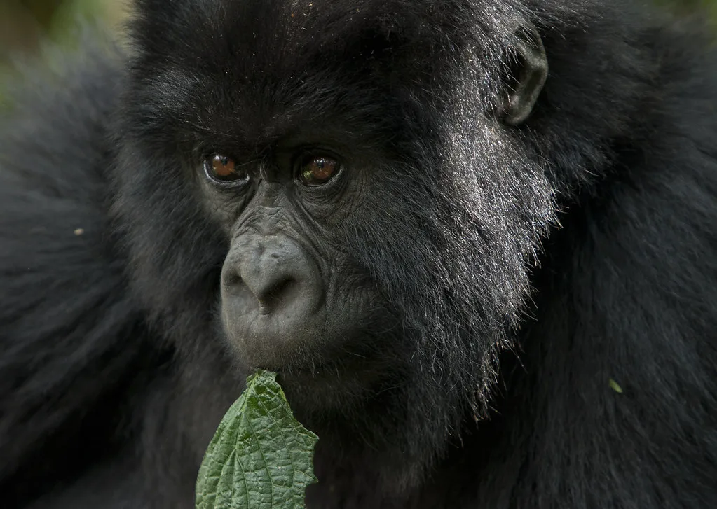 6 Days Rwanda Gorilla and Game Safari | Golden monkeysVolcanoes National Park