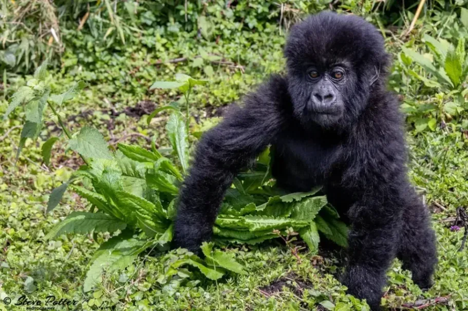 7 Days Rwanda Gorilla tracking and Wildlife Safari