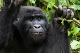 9 Days Uganda Gorilla Safari | game drives | Kibale Forest | mountain gorillas