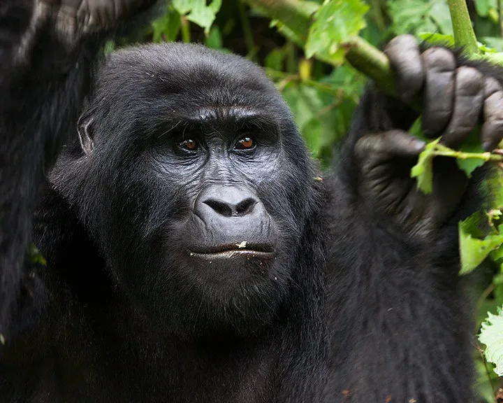 9 Days Uganda Gorilla Safari | game drives | Kibale Forest | mountain gorillas