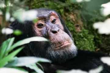 9 Days Uganda Primates and Gorilla Trekking Safari | Bigodi walk