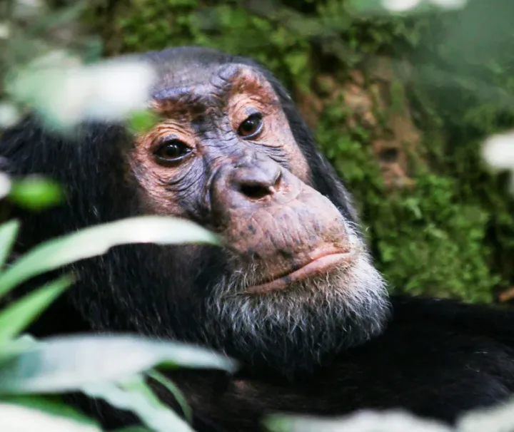 9 Days Uganda Primates and Gorilla Trekking Safari | Bigodi walk