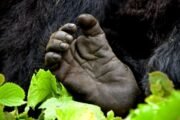 gorilla habituation