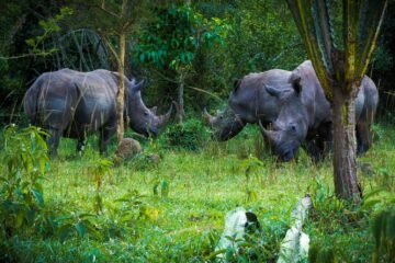 Ziwa Rhino Sanctuary - Rhino tracking adventure
