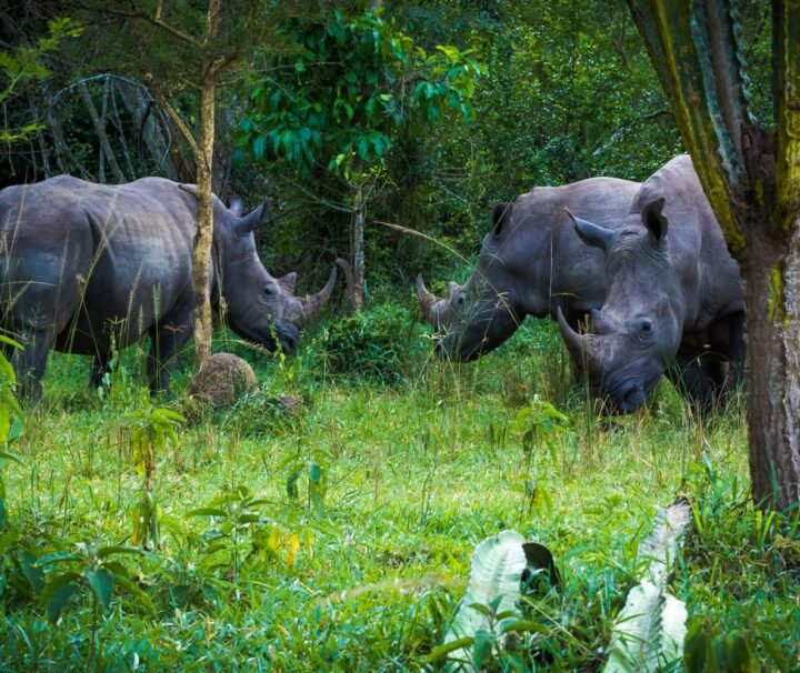 Ziwa Rhino Sanctuary - Rhino tracking adventure