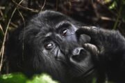 Uganda Rwanda gorilla safaris