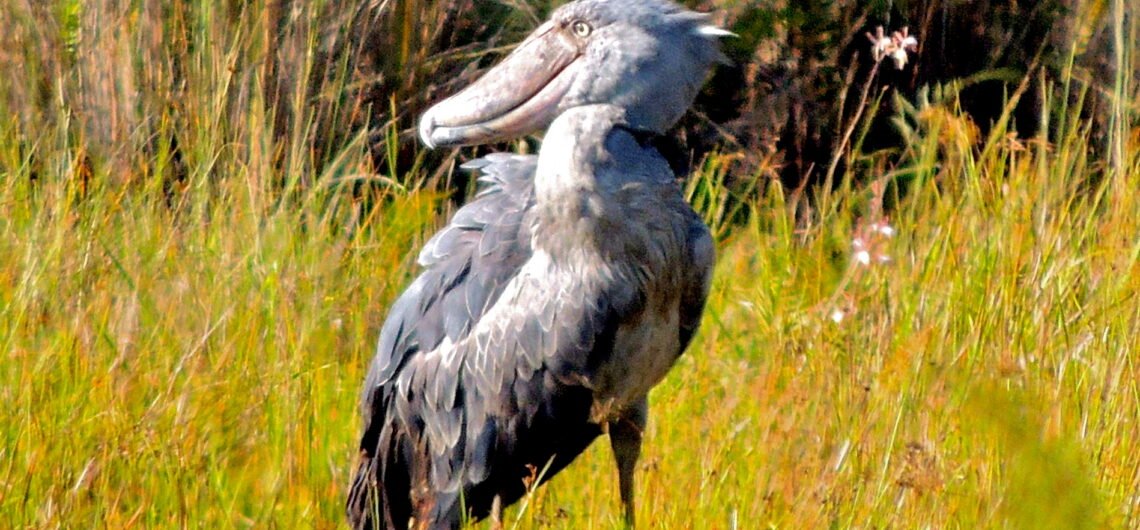 shoebill-stork-Amazing facts- Uganda Birding Safaris- Bird tours