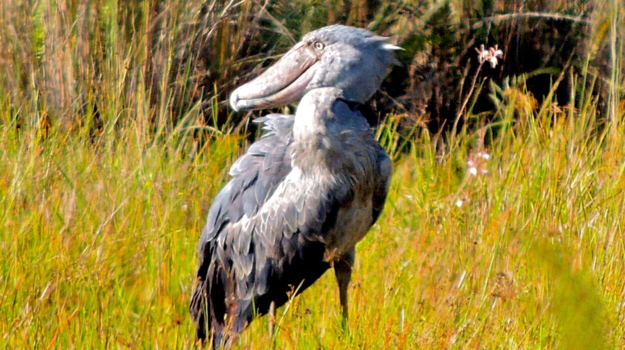 shoebill-stork-Amazing facts- Uganda Birding Safaris- Bird tours