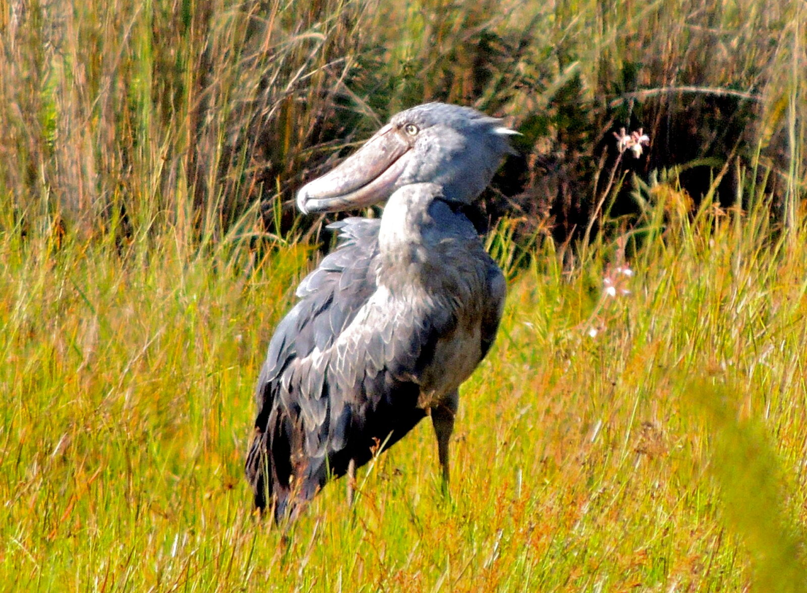 shoebill-stork-Amazing facts- Uganda Birding Safaris- Bird tours