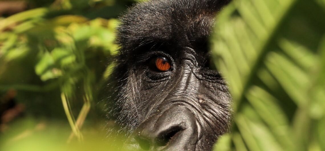 Bwindi the home of Mountain Gorillas.
