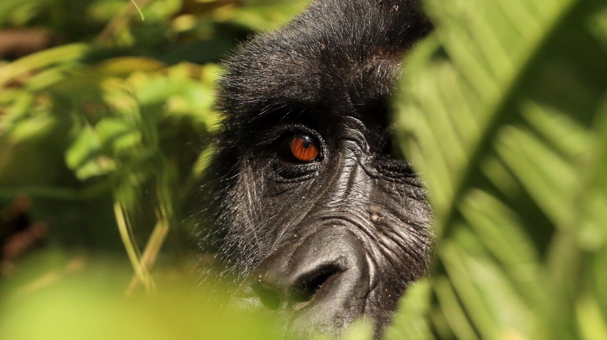 Bwindi the home of Mountain Gorillas.