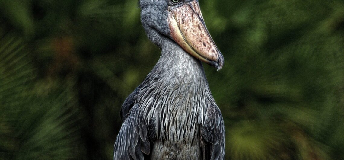 Mabamba Shoebill Stork Adventure