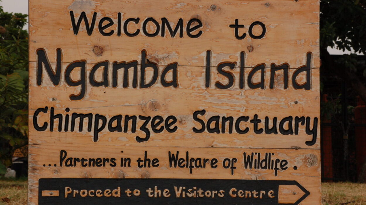 Ngamba island chimpanzee sanctuary