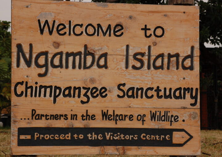 Ngamba island chimpanzee sanctuary