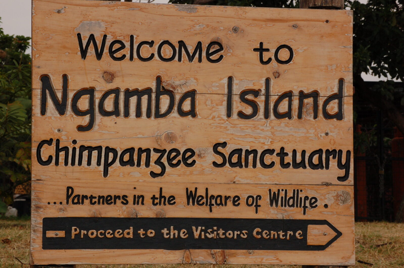 Ngamba island chimpanzee sanctuary