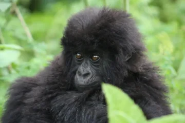 3 Days Bwindi Gorilla Safari | bwindi forest national park