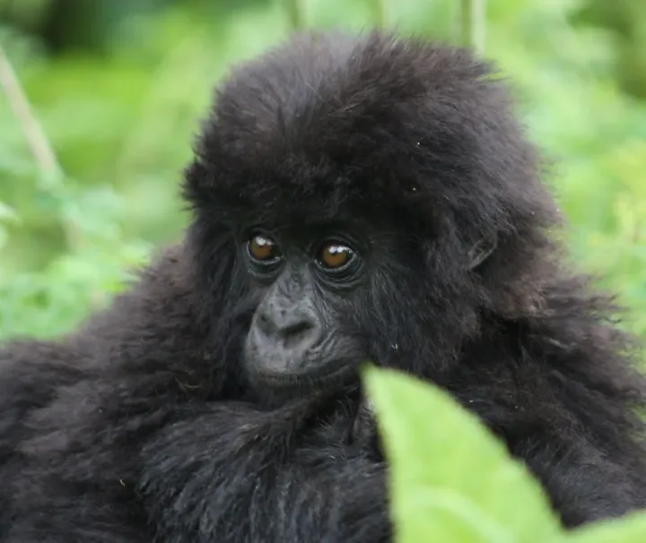 3 Days Bwindi Gorilla Safari | bwindi forest national park